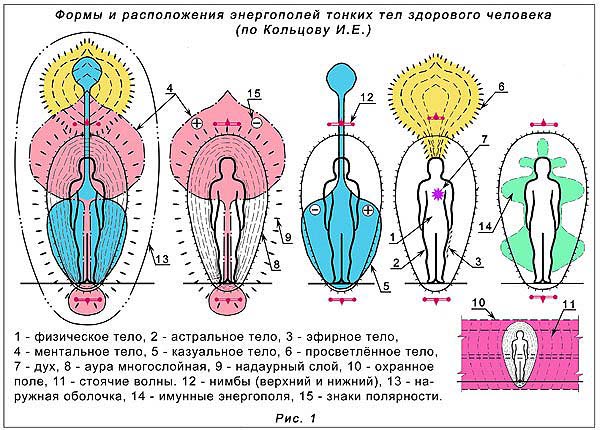 Тонкие тела человека по И.Е.Кольцову